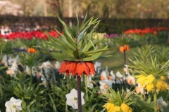 AMA-Keukenhof-5