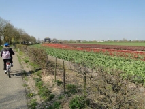 AMA-mon-tulip-field