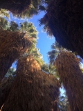 1000-Palms-2