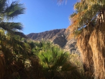 1000-Palms-4