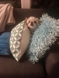 Molly-cushions