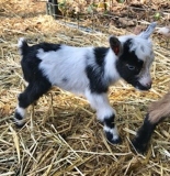 baby-goat