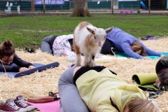 goat-yoga